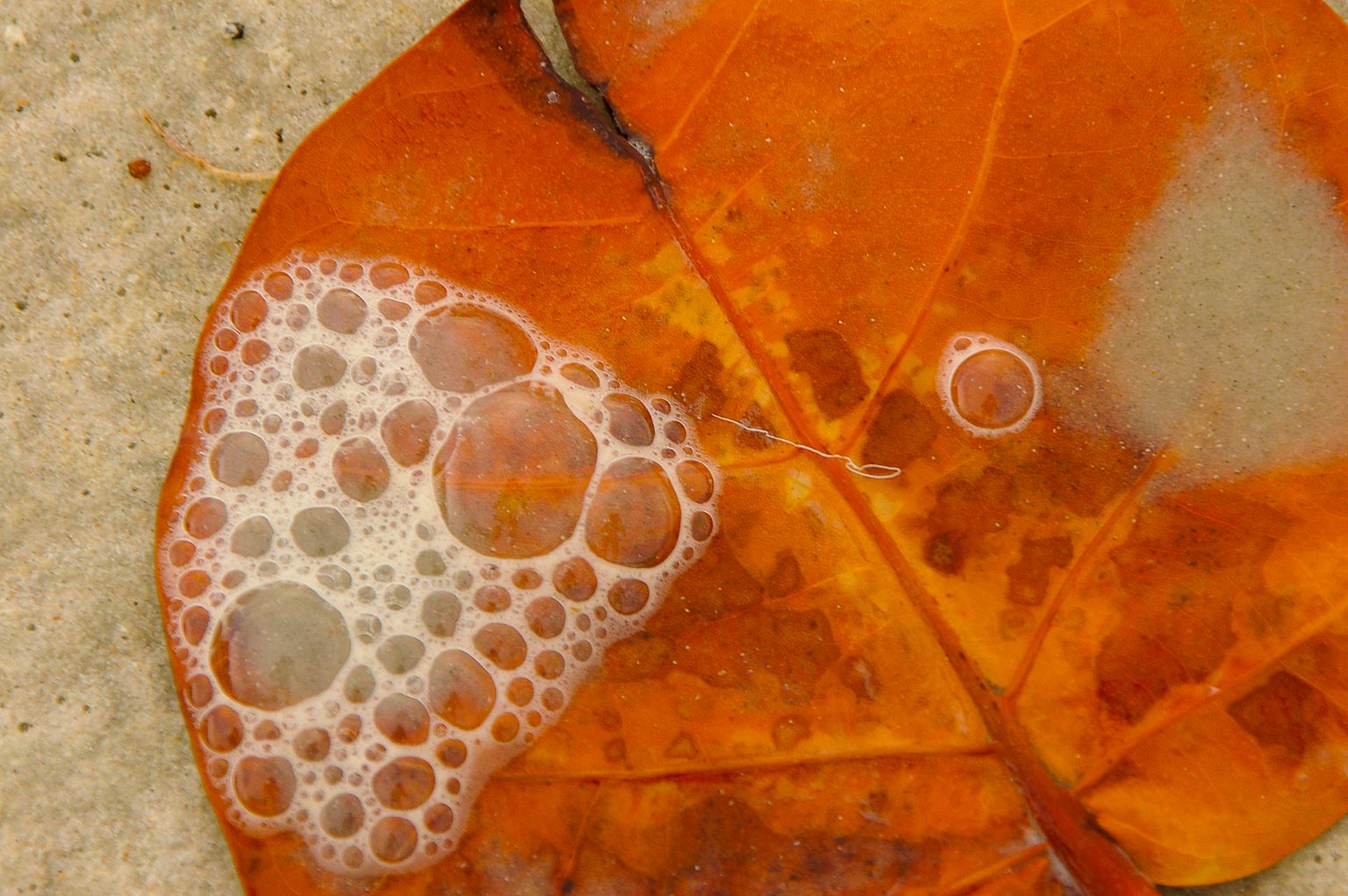 Leaf and Bubbles