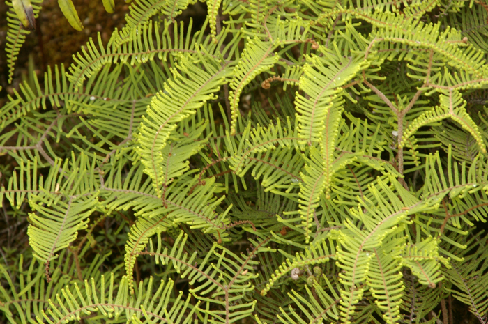 NZ Ferns