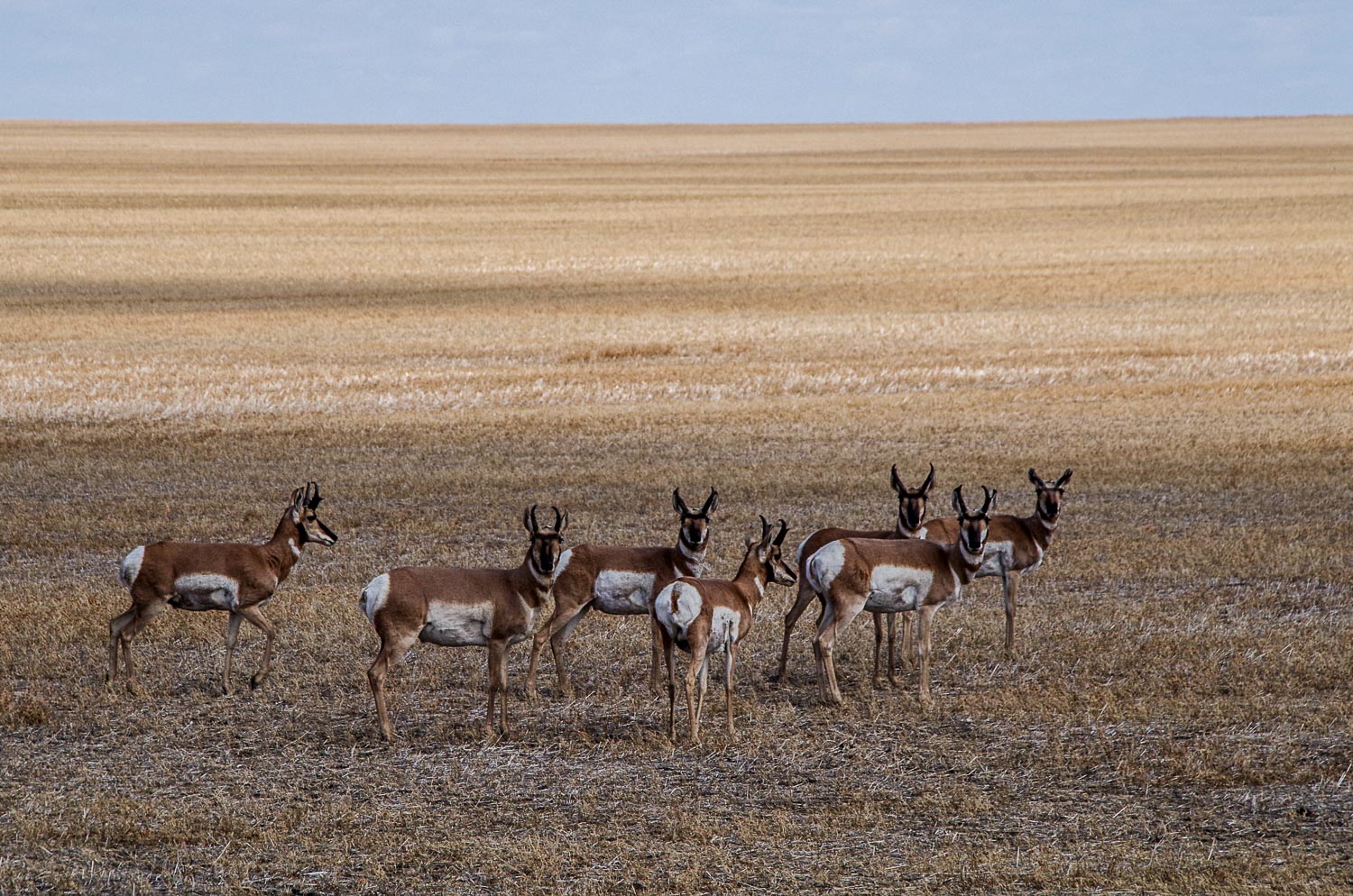 Antelope near Pense