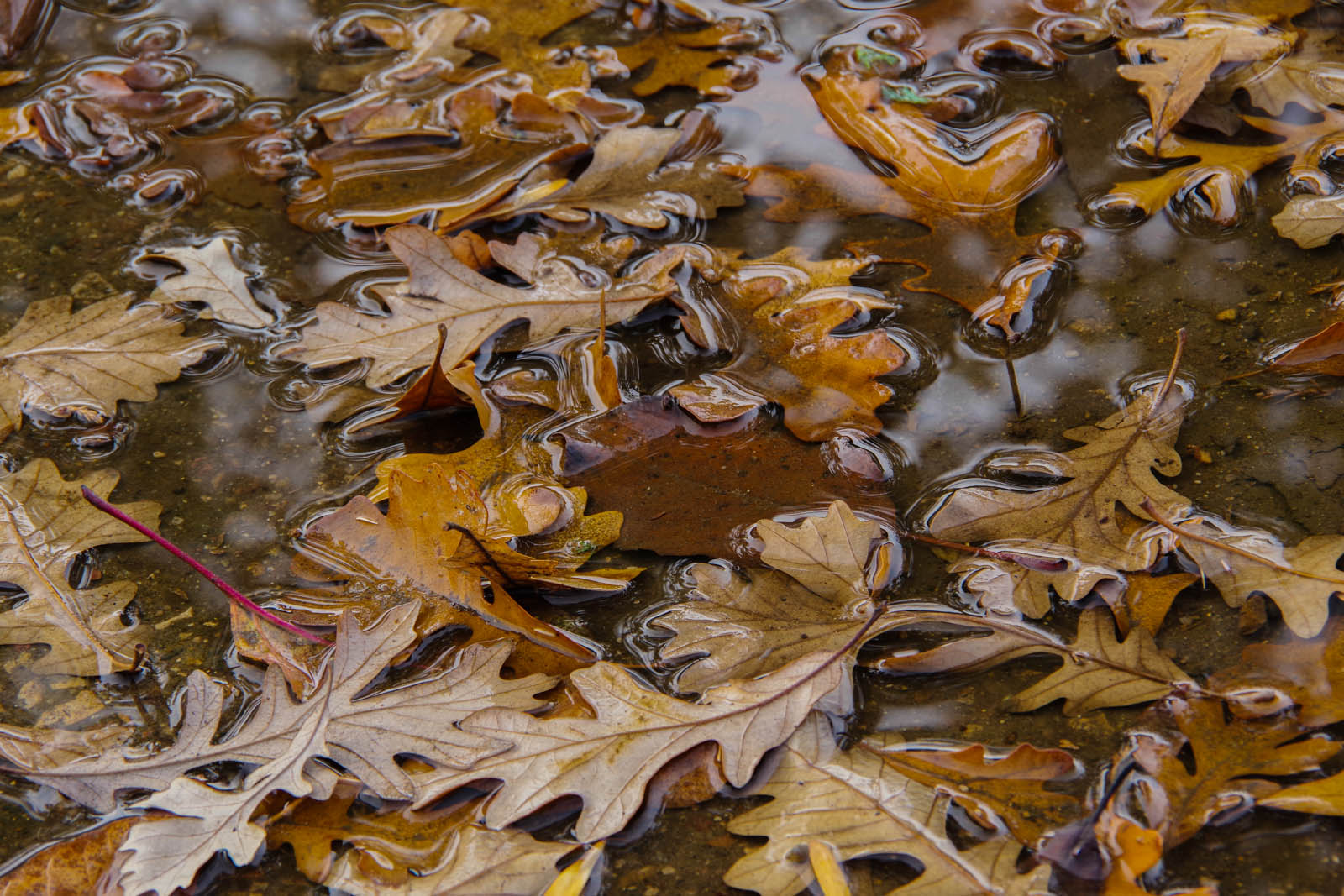 Leaves