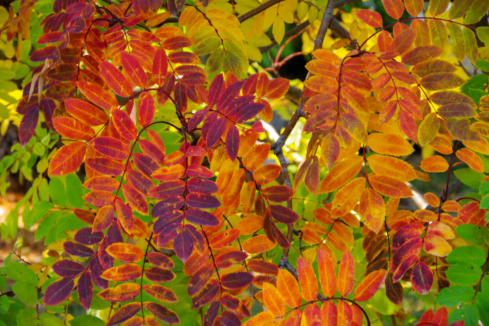 Autumn Leaves