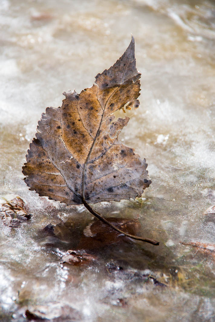 leaf on ice