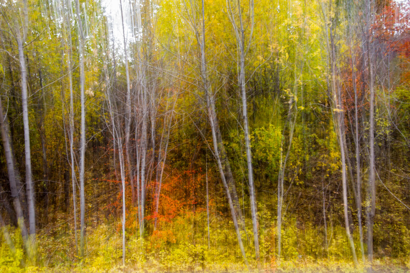Trees
