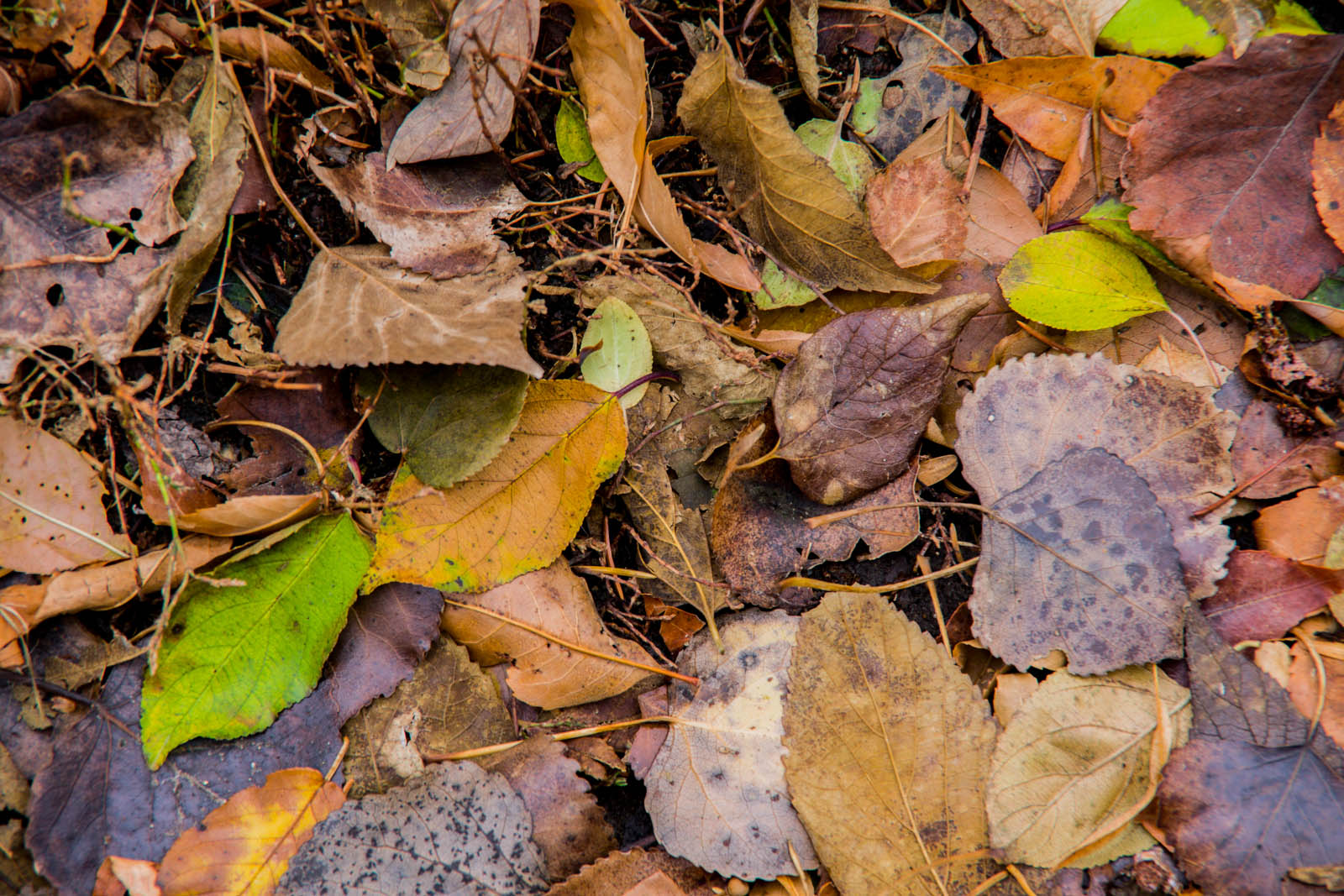 Leaves