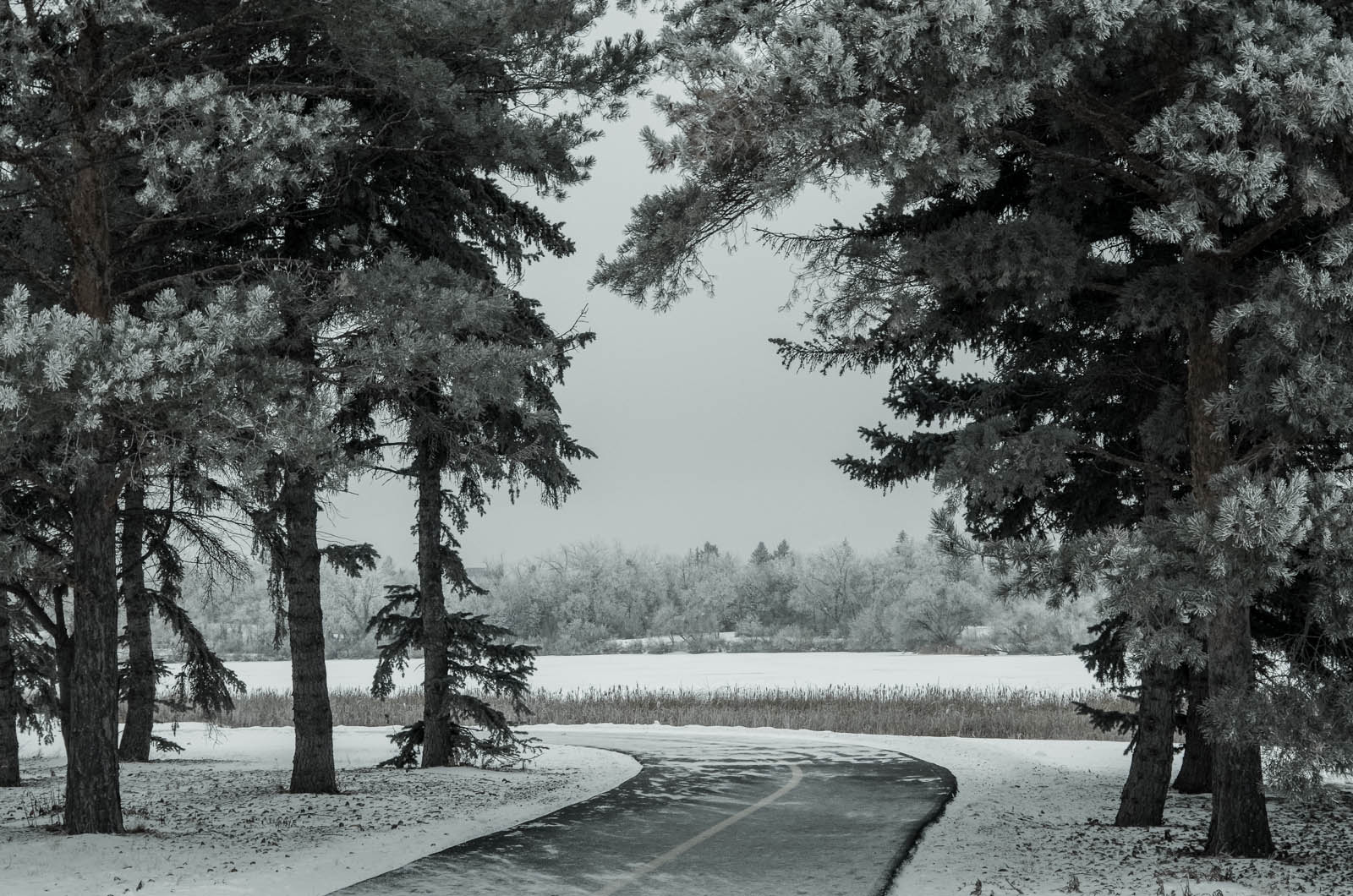 Wascana Park in Winter