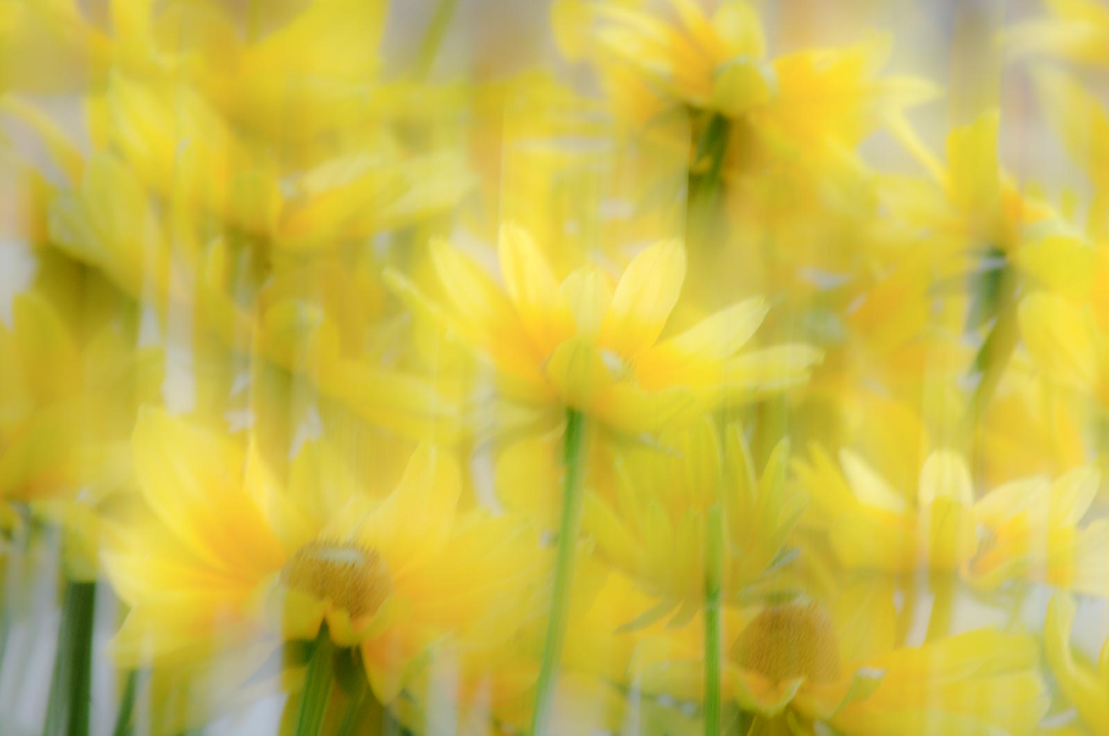 flora in motion